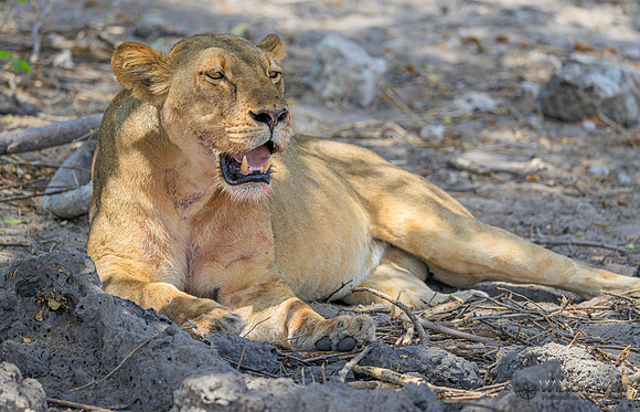 Lion