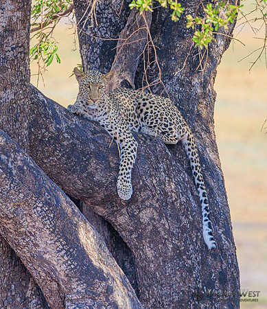Leopard