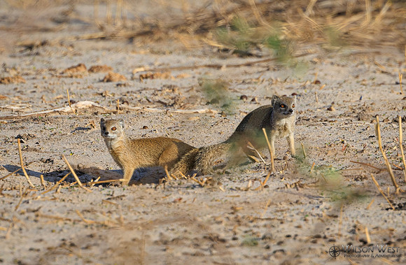 Mongoose