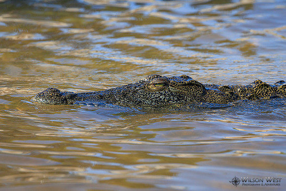Crocodile