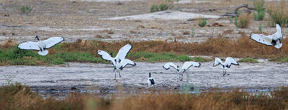 Sacred Ibis