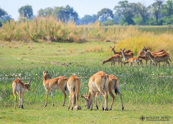 Red Lechwe