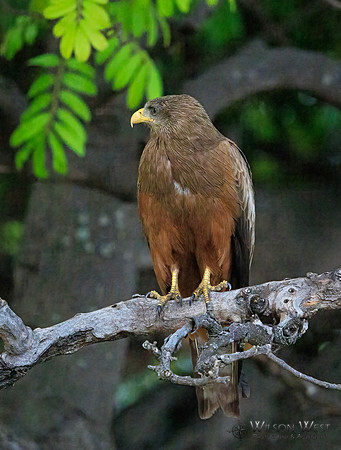 Black Kite