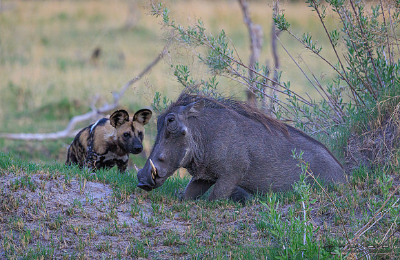 African Wild Dog, Warthog