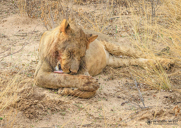 Lion
