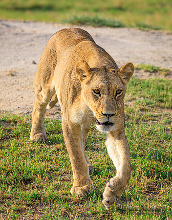 Lion