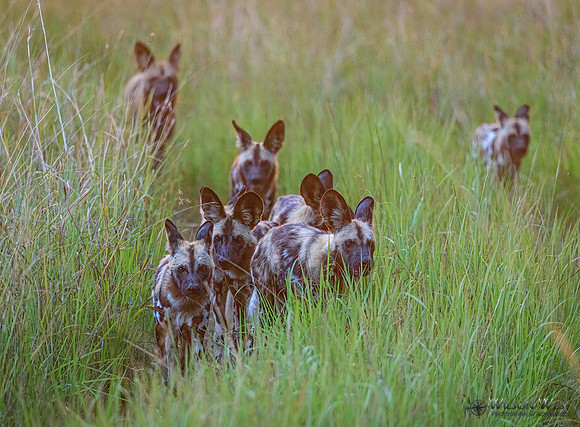 African Wild Dog