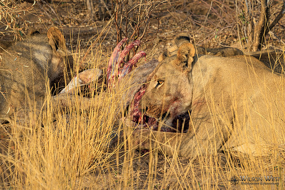 Lions eating a kudu