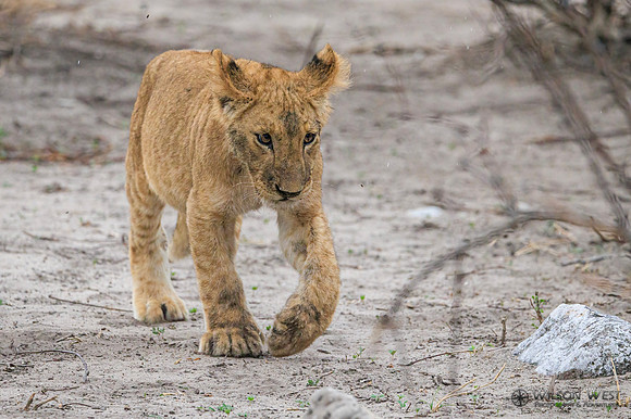 Lion