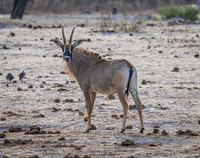 Roan Antelope