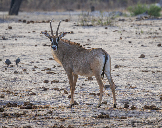 Roan Antelope