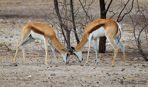 Springbok