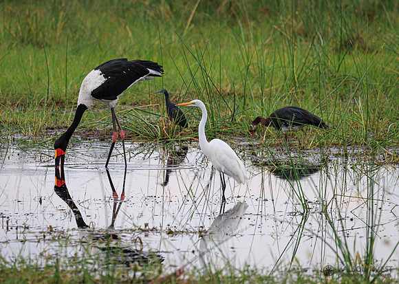 Saddle-billed Stork, Great Egret, Black Heron