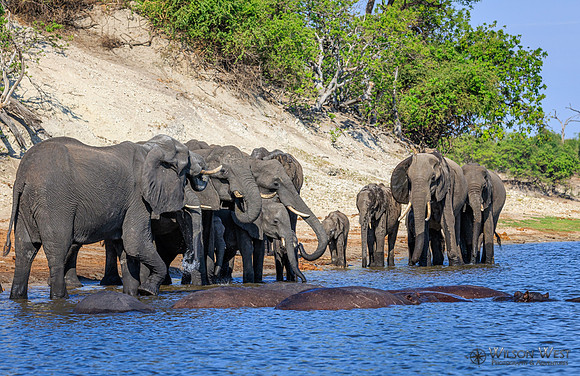 Elephant