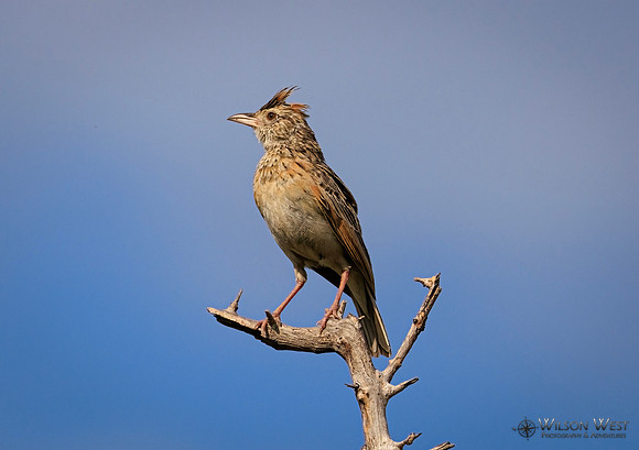 Rufous-naped Lark