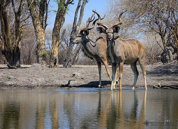 Greater Kudu