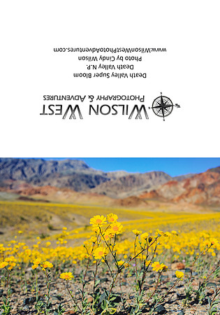 Death Valley - Desert Gold Super Bloom - 4