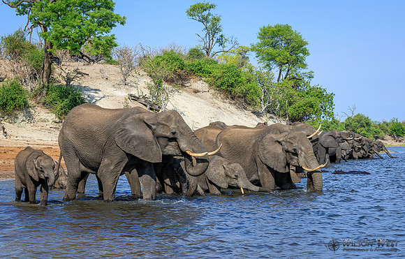 Elephant