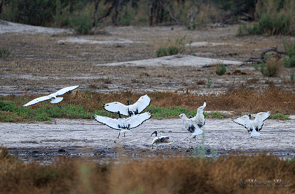 Sacred Ibis
