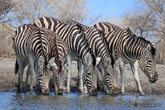 Burchell's Zebra