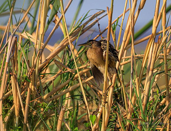 Little Bittern
