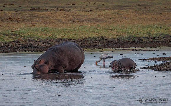 Hippopotamus
