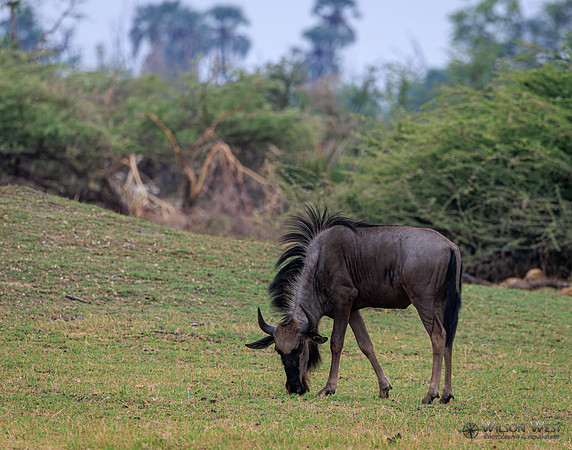 Blue Wildebeest