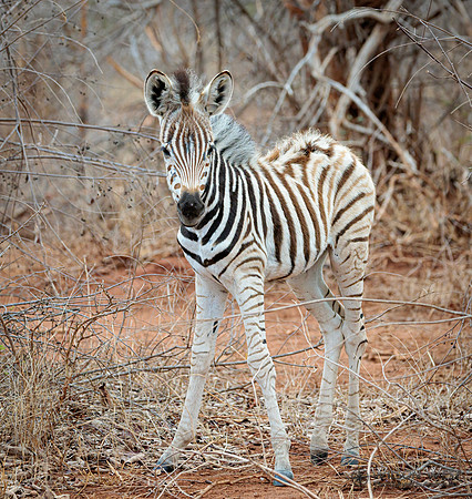 Burchell's Zebra