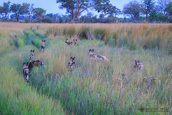 African Wild Dog