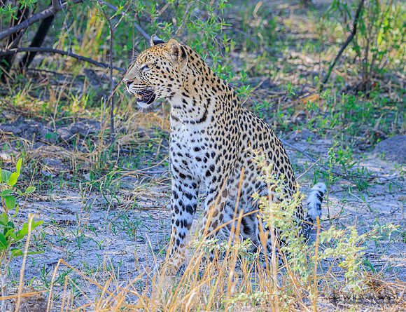Leopard