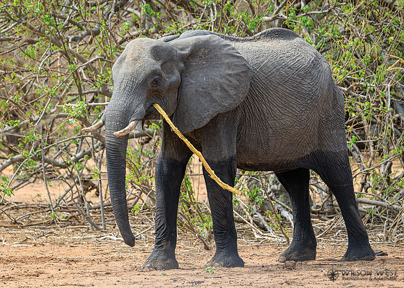 Elephant