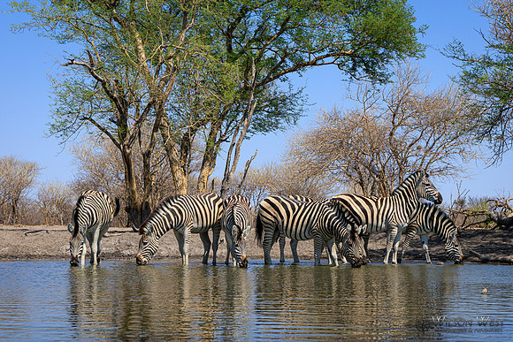 Burchell's Zebra