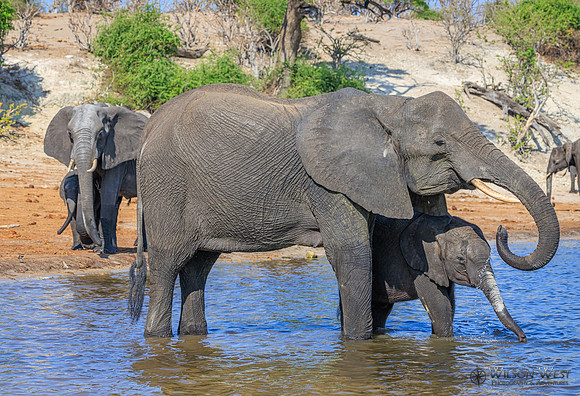 Elephant