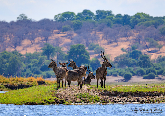 Common Waterbuck