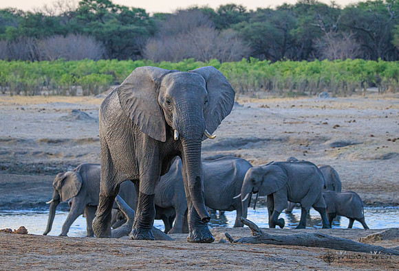 Elephant
