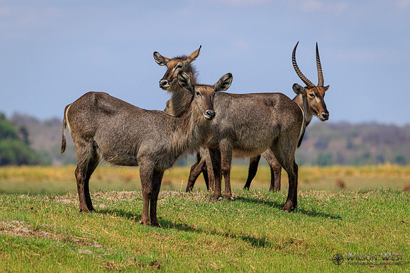 Common Waterbuck