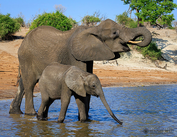 Elephant