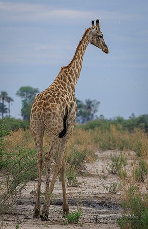 Giraffe