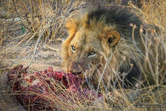Lions eating a kudu