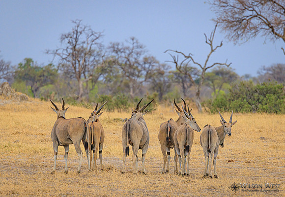 Eland