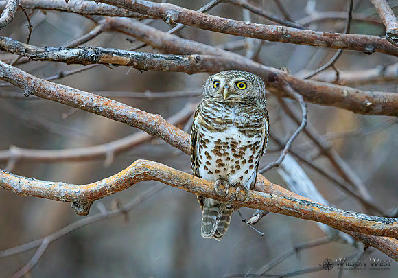 African Barred Owlet