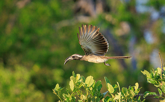Gray Hornbill