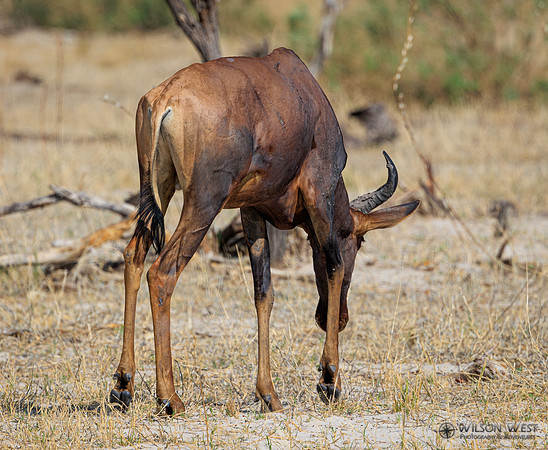 Tsessebe