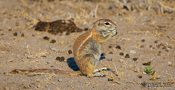 Ground Squirrel