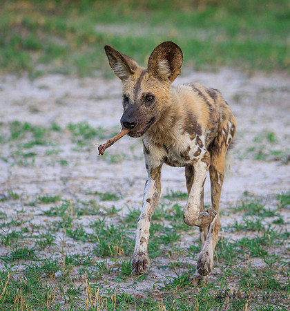 African Wild Dog