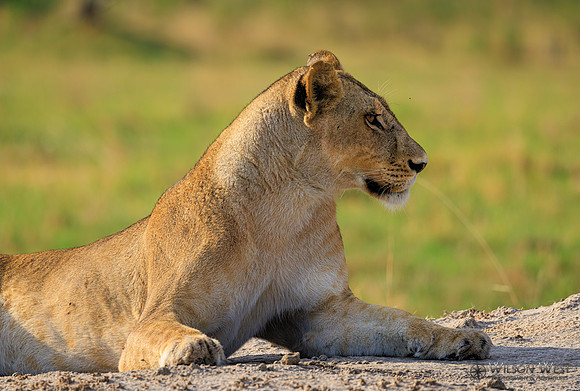 Lion