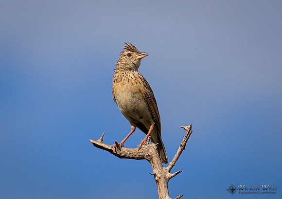 Rufous-naped Lark