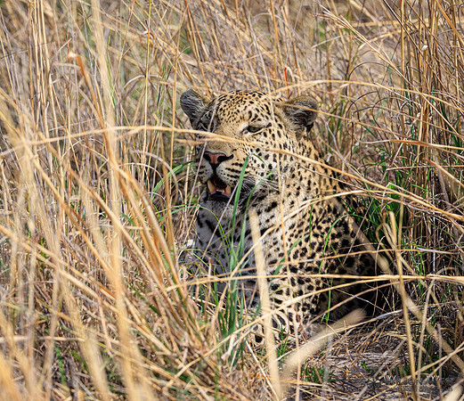 Leopard