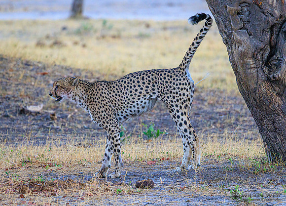 Cheetah