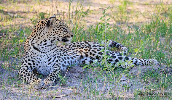 Leopard